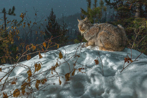 Moonlight Repose