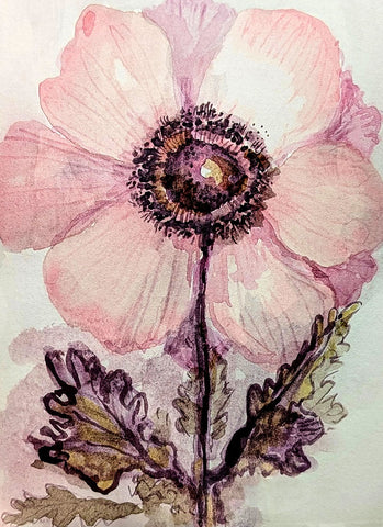Anemone Blush