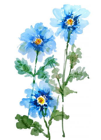 Himalayan Blue