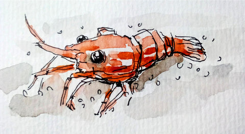 Little Water Creature
