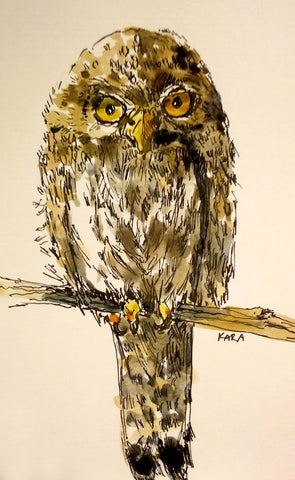 Sleepy Little Owl
