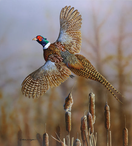 Headin’ Out - Ring-necked Pheasant