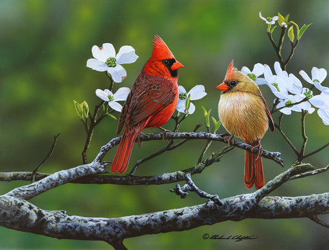 Cardinals and Dogwood