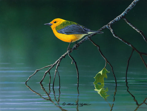 Prothonotary Warbler Waters Edge