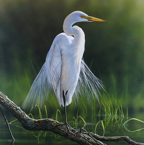 Elegance - Great Egret