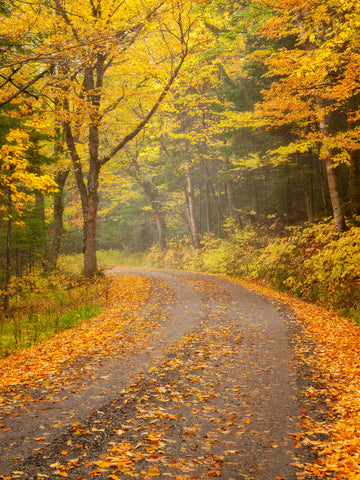 The Road to Autumn