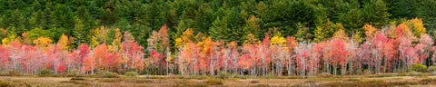 Fall Panorama