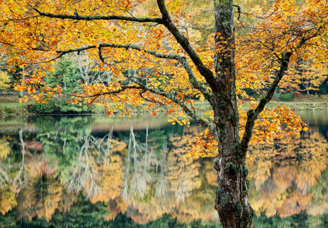 Amber Canopy