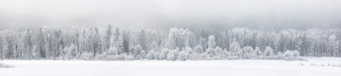 Frosted Tranquility