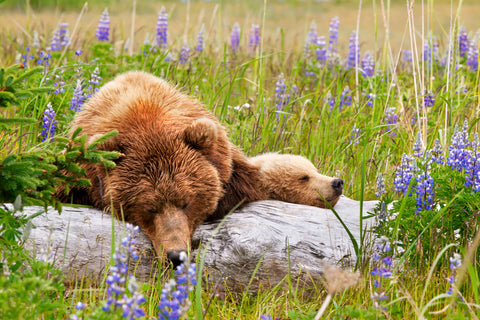 Grizzly Sow and Cub Sleeping on a Log In Field of Lupin Flowers, Alaska