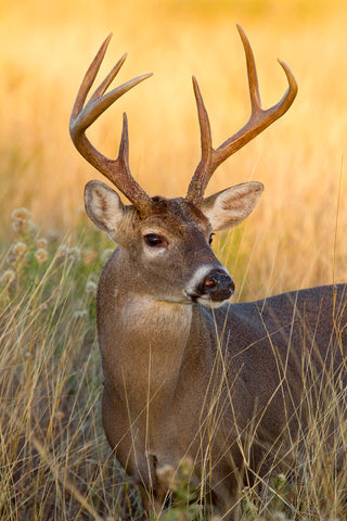 White-tailed Deer, Texas