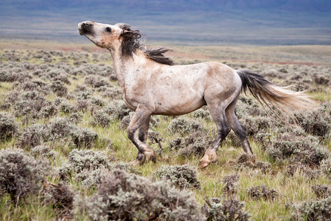 Wild Horse, Wyoming