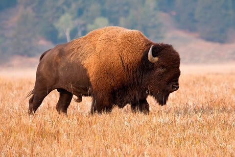American Bison, Teton National Park, Wyoming