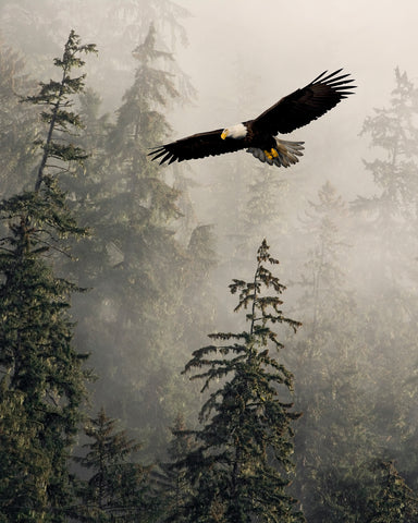 Bald Eagle Flying Through Misty Tongass National Forest, Alaska (Vertical)