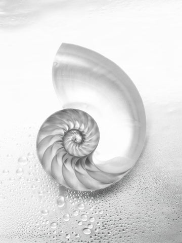Pacific Pearl Perfection