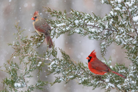 Perched in the Cold