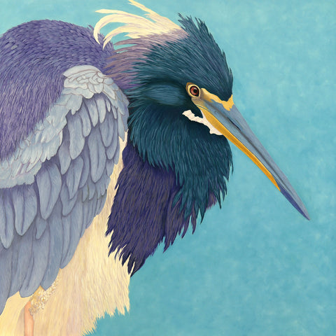 Tricolored Heron Portrait