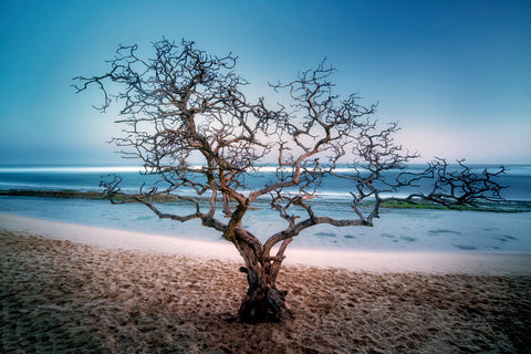 Beach Tree