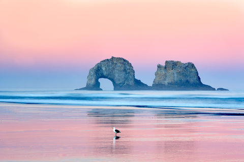Seagull Sunset