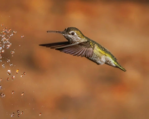 Anna’s Hummingbird Water Play