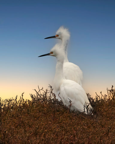 Snowy Egrets in Marsh