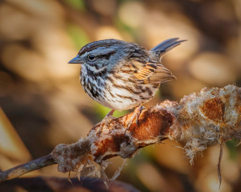 Song Sparrow on Perch