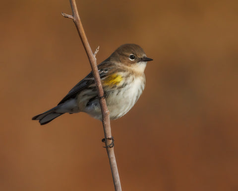 Yellow-Rumped Warbler