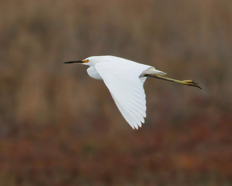 Snowy Egret in Flight