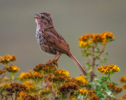 Song Sparrow #1