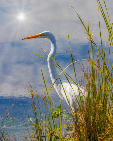Great Egret #1