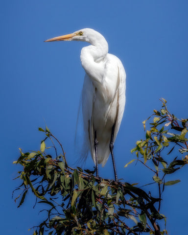 Great Egret #2