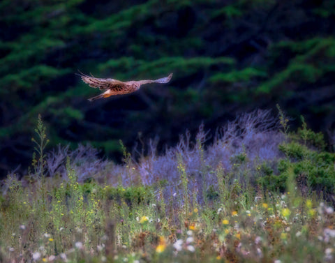 Northern Harrier #2