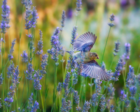 Goldfinch in Lavender