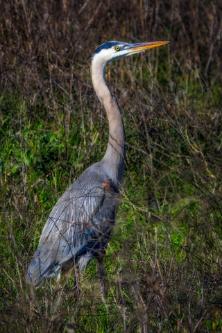 Great Blue Heron in Marsh