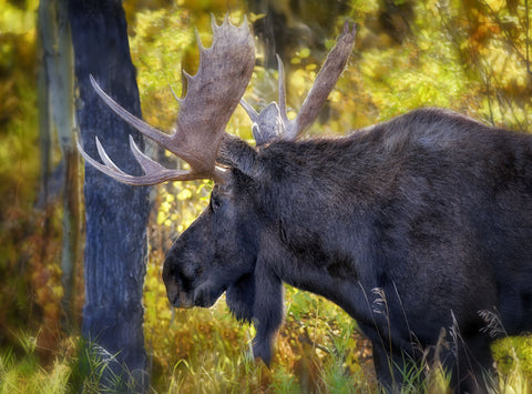 Yellowstone Moose
