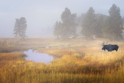 Pond and Moose