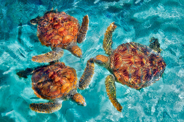 Sea Turtles | McGaw Graphics