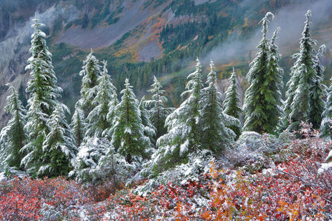 Autumn Snow