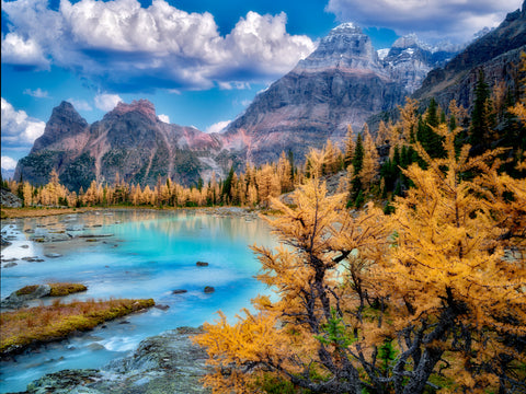 Larch Autumn