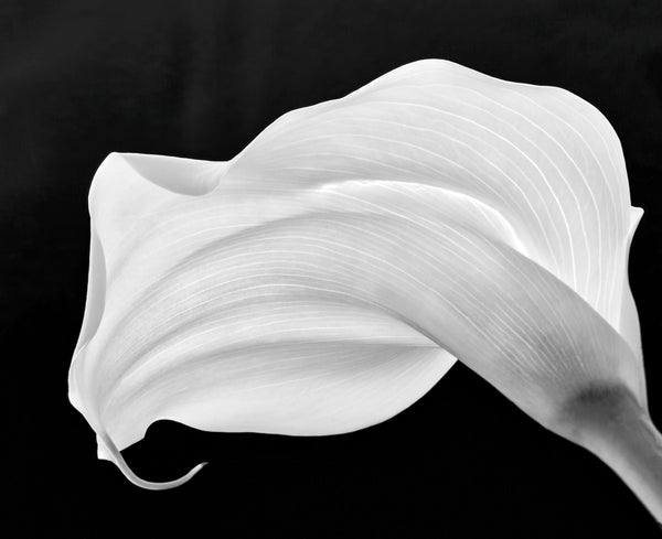Purity in Contrast | McGaw Graphics