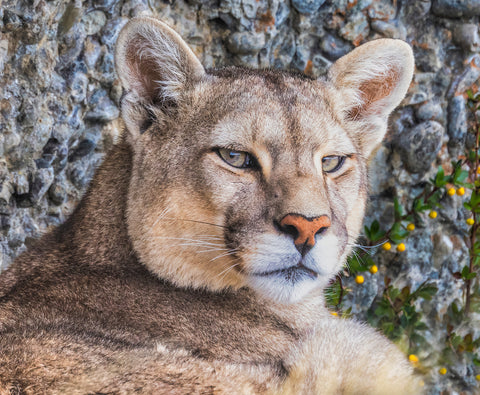 Fierce and Fearless