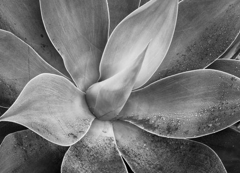 Subtle Succulence I
