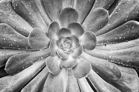 Subtle Succulence II