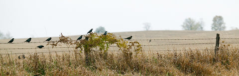 Birds on a Wire