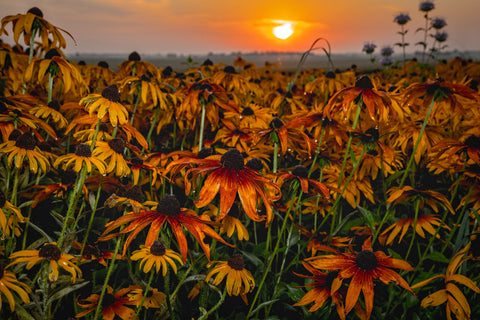 Midwest Morning