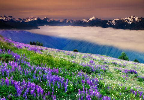 Olympic Sunrise -  Dennis Frates - McGaw Graphics