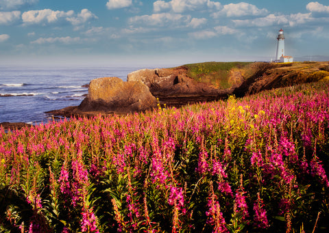 Wildflower Lighthouse I -  Dennis Frates - McGaw Graphics