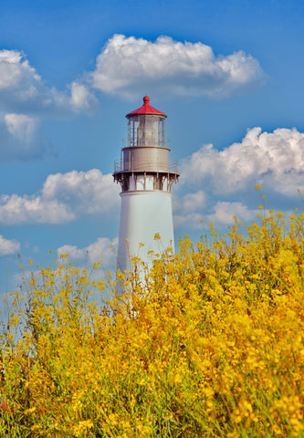 Wildflower Lighthouse II -  Dennis Frates - McGaw Graphics