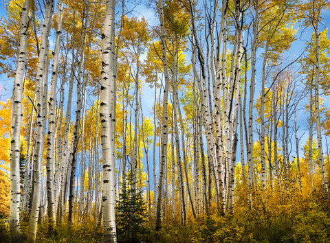 Aspen Autumn -  Dennis Frates - McGaw Graphics