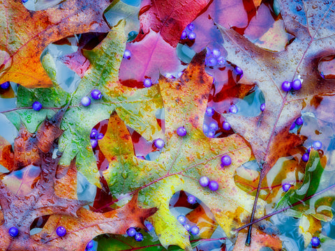 Autumn Berries -  Dennis Frates - McGaw Graphics